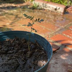 Curry leaf tree
