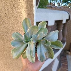 Echeveria Decora 