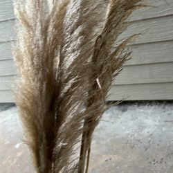 Natural Dried Pampas Grass