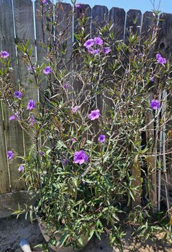 Mature purple plant
