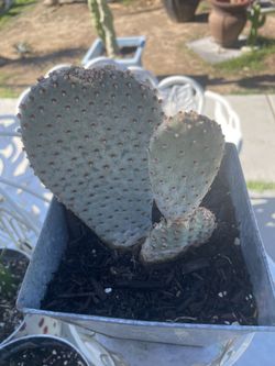 Opuntia Basilaris Cactus Red Flowers