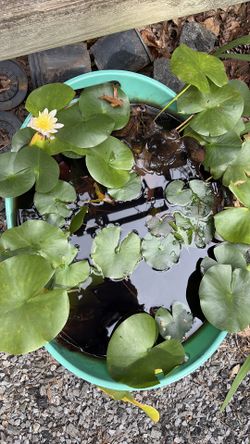 Hardy water lily