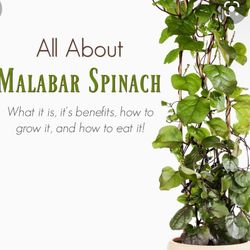 Callaloo ,Malabar Spinach Plant 🪴 1gal Perinneal Vegetables 