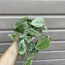 4” scindapsus silvery anne 