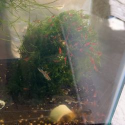 Aquarium Plant