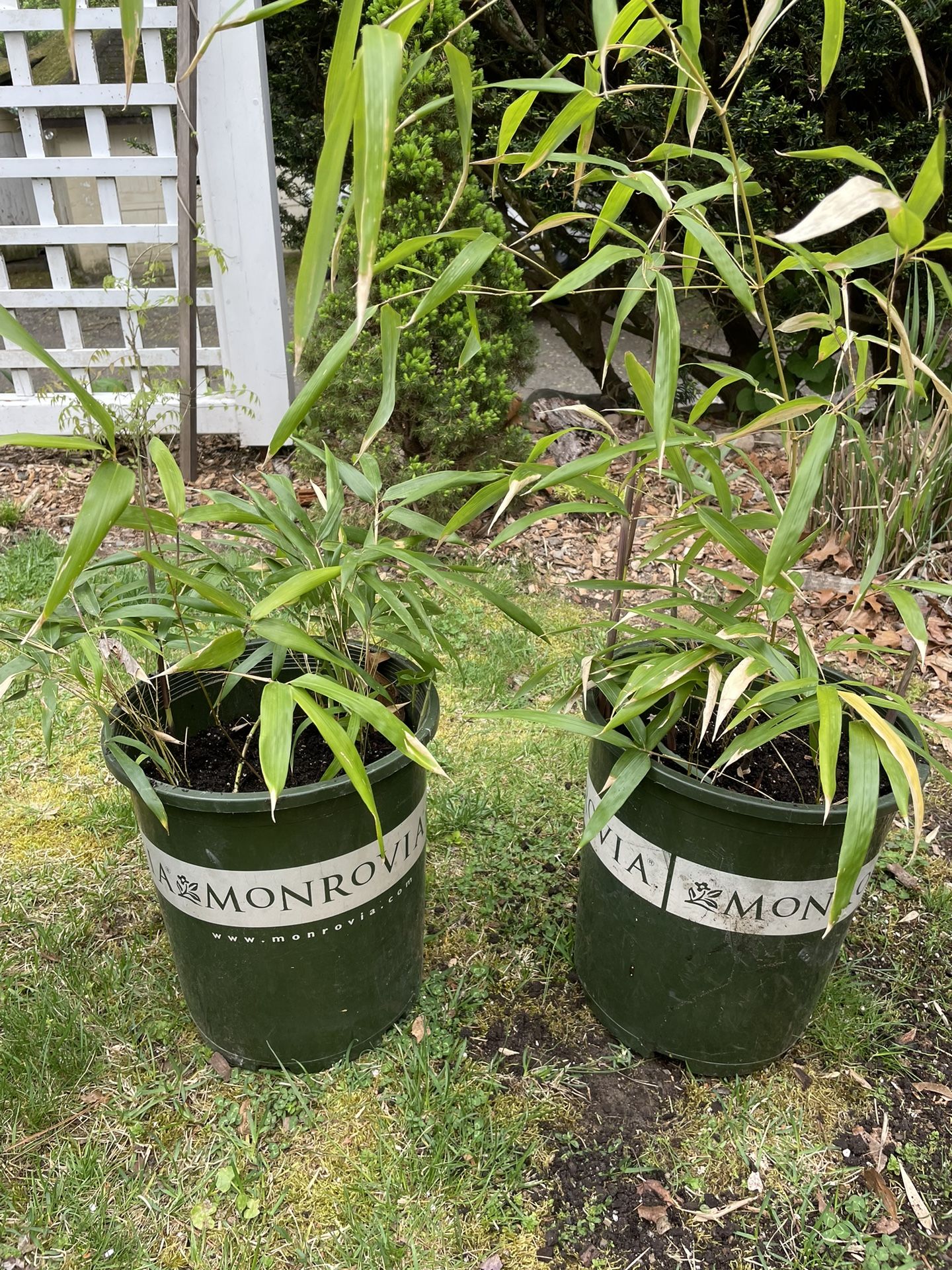 Running Bamboo