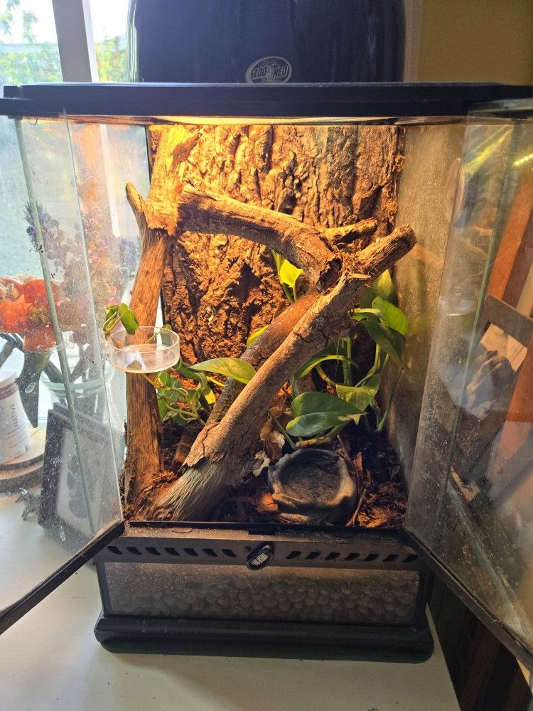 Bioactive Vivarium / Reptile exo terra tank set up