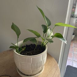 Pothos, Malanga Plant With Pot 