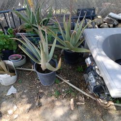 Aloevera/Savila Plant 