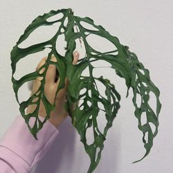 Monstera Obliqua Peru Plant