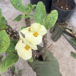 cutting Crown Of Thorn 