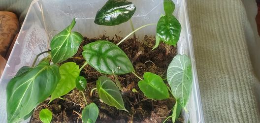 Alocasias