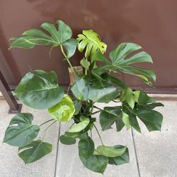 Monstera Deliciosa 3 Feet Tall 