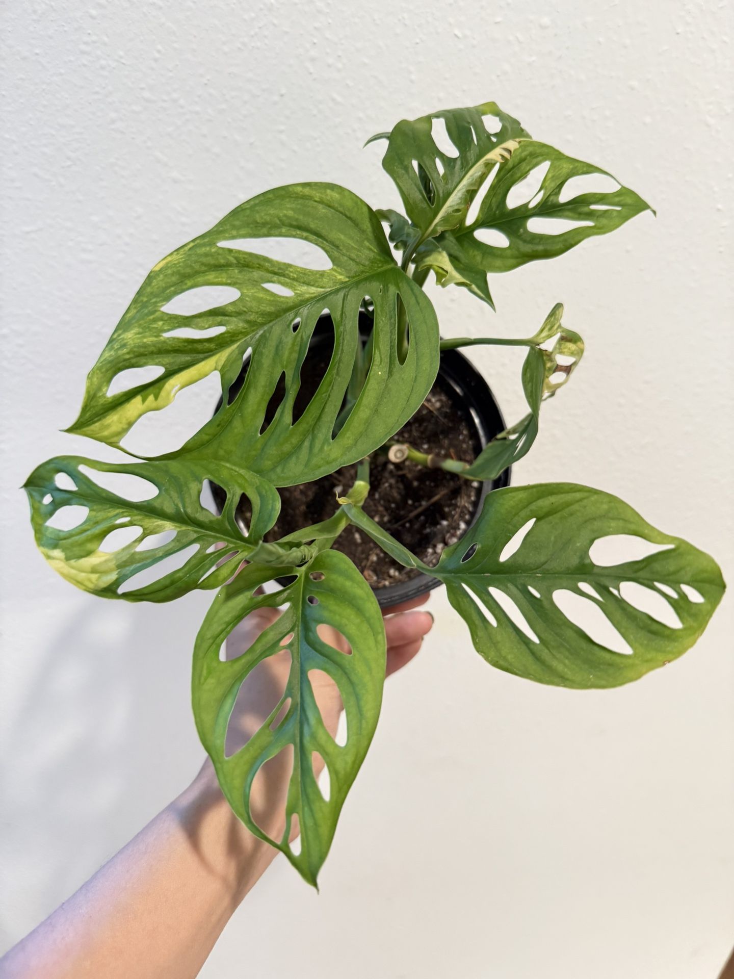 Houseplant Monstera Adansonii Aurea Variegated