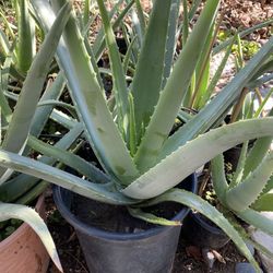 Aloe Vera plant, available in 1gl; 3gl; & 5gl cans. 100% ORGANIC, properly established (planta de Sábila - Zabila en un bote de 5gl ya establesida) 
