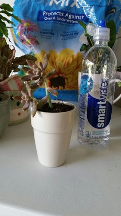 Handmade one-of-a-kind plant and cream ceramic planter