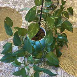 Ivy Plant In Ceramic Pot