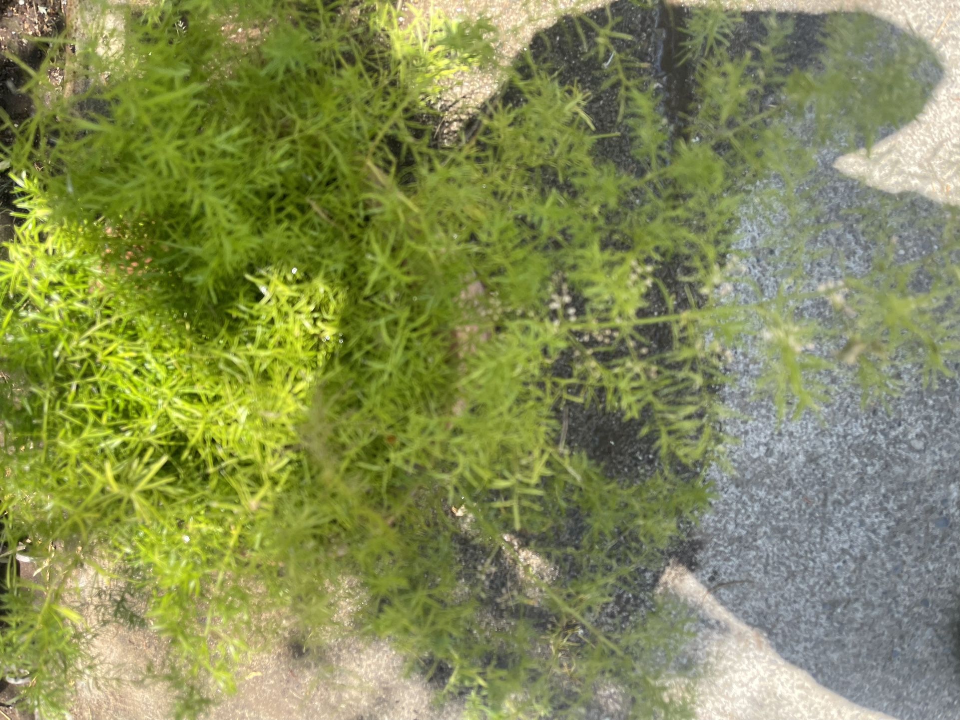 Asparagus Plant