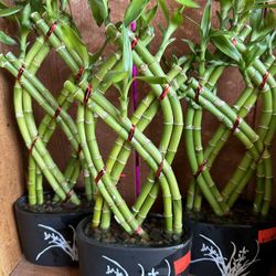 Lucky Bamboo Plants Indoor Houseplants Cay Phat Tai 