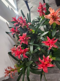 Guzmania Bromeliads plants