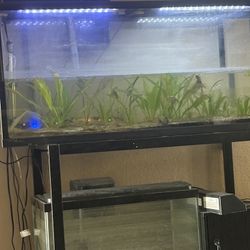 Fish Tank With Stand 