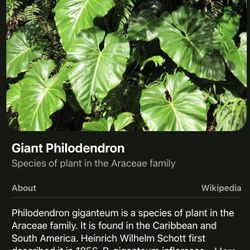 Giant Philodendron Cuttings