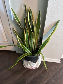 Snake plant