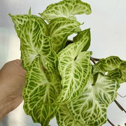 Plants (4”pot🌿Syngonium Batik )