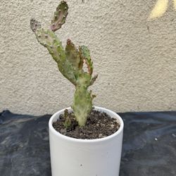 Variegated Opuntia Prickly Pear Cactus 