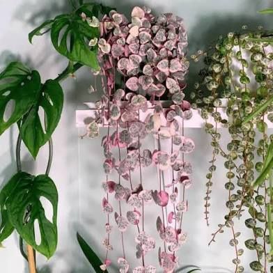 $5 Each | Variegated String of Hearts Vine | 6” Inch Long Cutting | For Propagation