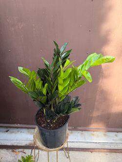 9” xxl black Raven zz plant