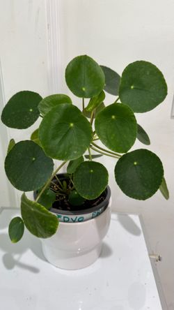 Money plant
