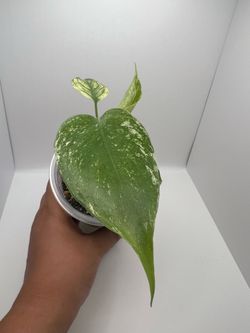 Indoor plants