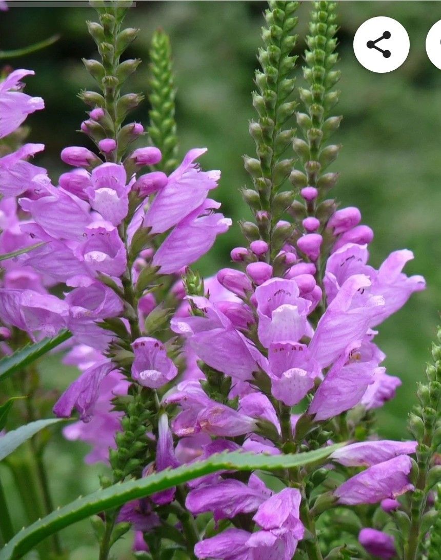 Obedient Plant (Purple)