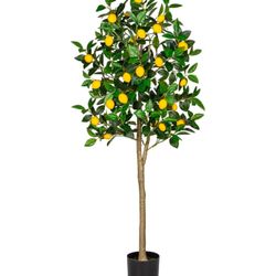 Lemon Tree 