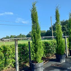 Brody Cedar And Red Cedar  8-10 Ft Tall Great Natural Privacy Fence