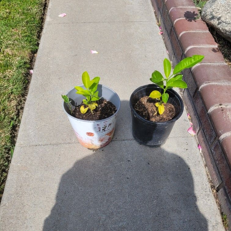 Naranga Lima/ Lime Orange