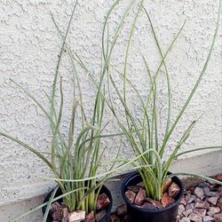 Living Plant  🌱30"H Kangaroo Paws 'Orange Flowers' on 7"H Pot ::: Outdoor/Full Sun $15 Each