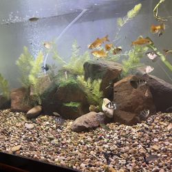 40 Gallon Breeder Fish Tank 