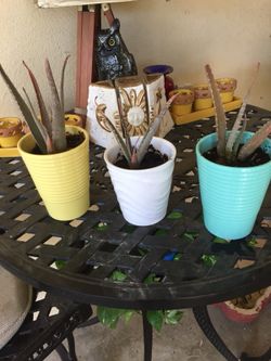 Aloe vera plants in ceramic pots.
