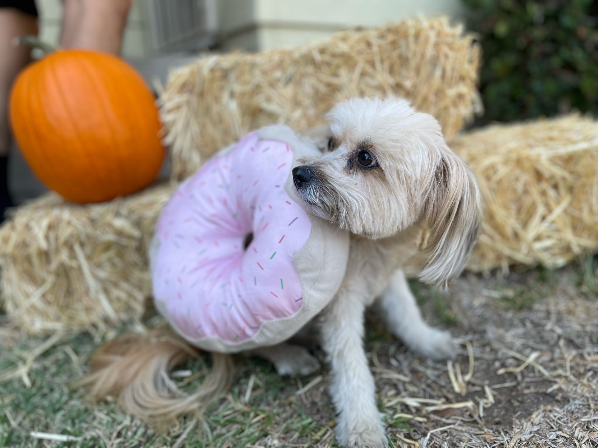 Dog Donut costume 