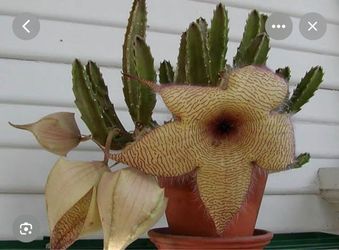 6” Stapelia grandiflora ( first pic is example )