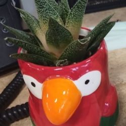 Succulent Pot