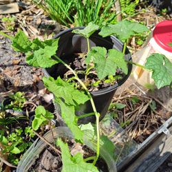Loofah/Luffa Seedling Plant (Vine)
