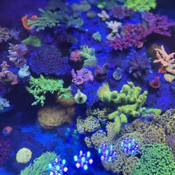 Ornamental Fake Aquarium Reef Aquarium Decor 