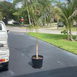 Plants 4 Vets - Royal Palm Tree 