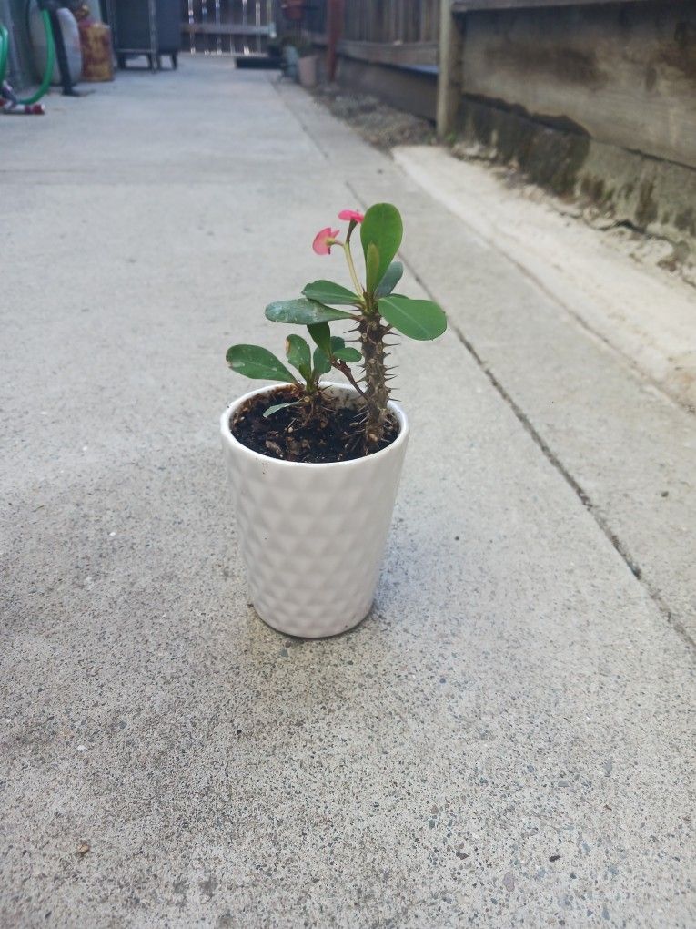 Tiny Thorns Update