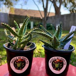 Aloe Oik (Katy 77449)