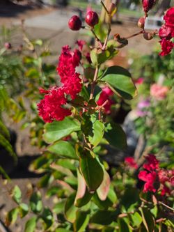 Arbol mirto crespon