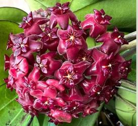 Hoya Nathalie red flowers
